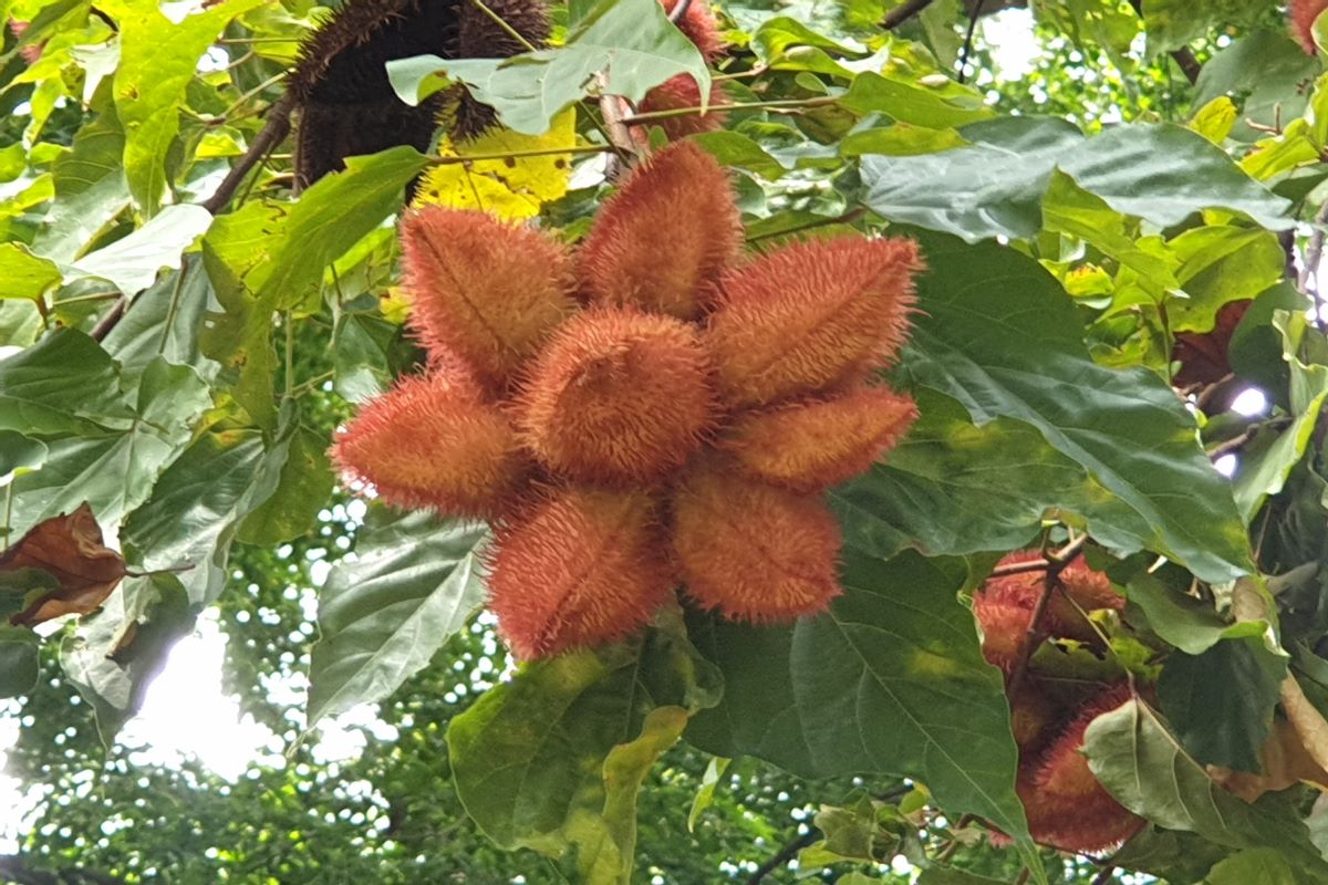 Achiote-tree-at-Jurong-Park-Singapore