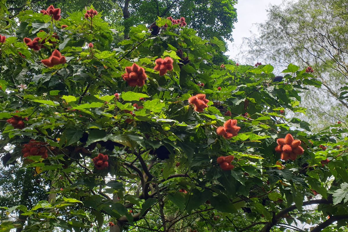 Achiote-tree1-at-Jurong-Park-Singapore