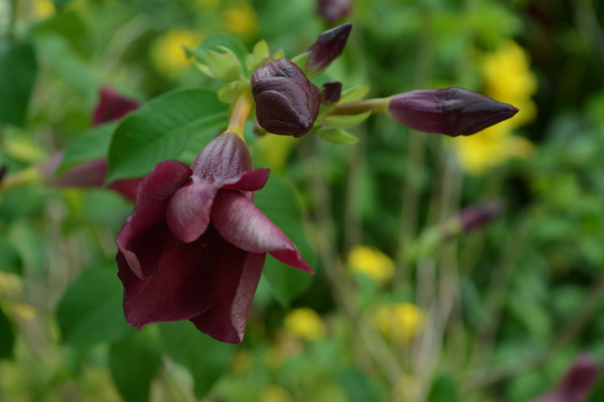 Allamanda-blanchetii-flower-at-Jurong-Park-Singapore