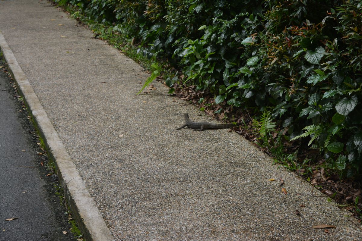 Asian-Water-monitor-at-Jurong-Park-Singapore
