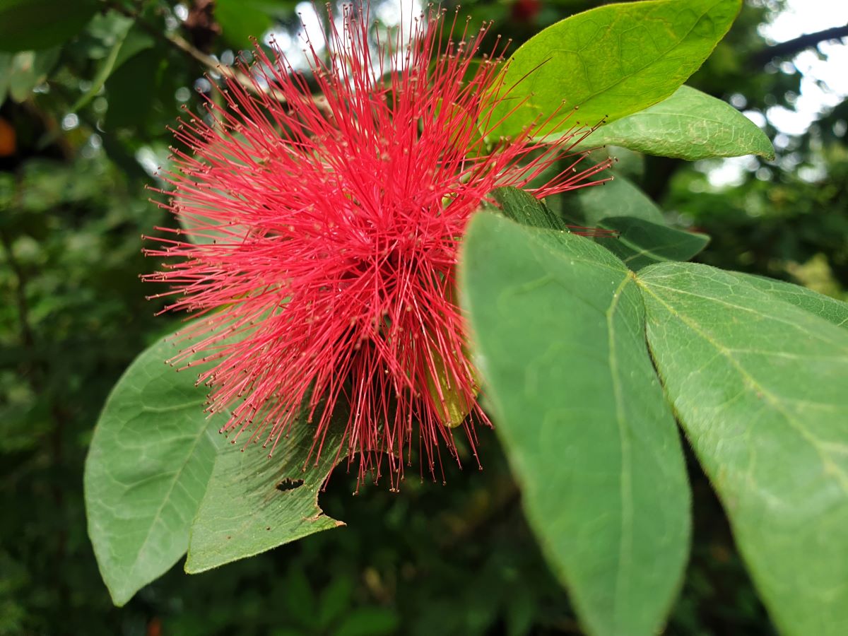 Calliandra-flower-at-Jurong-Park-Singapore