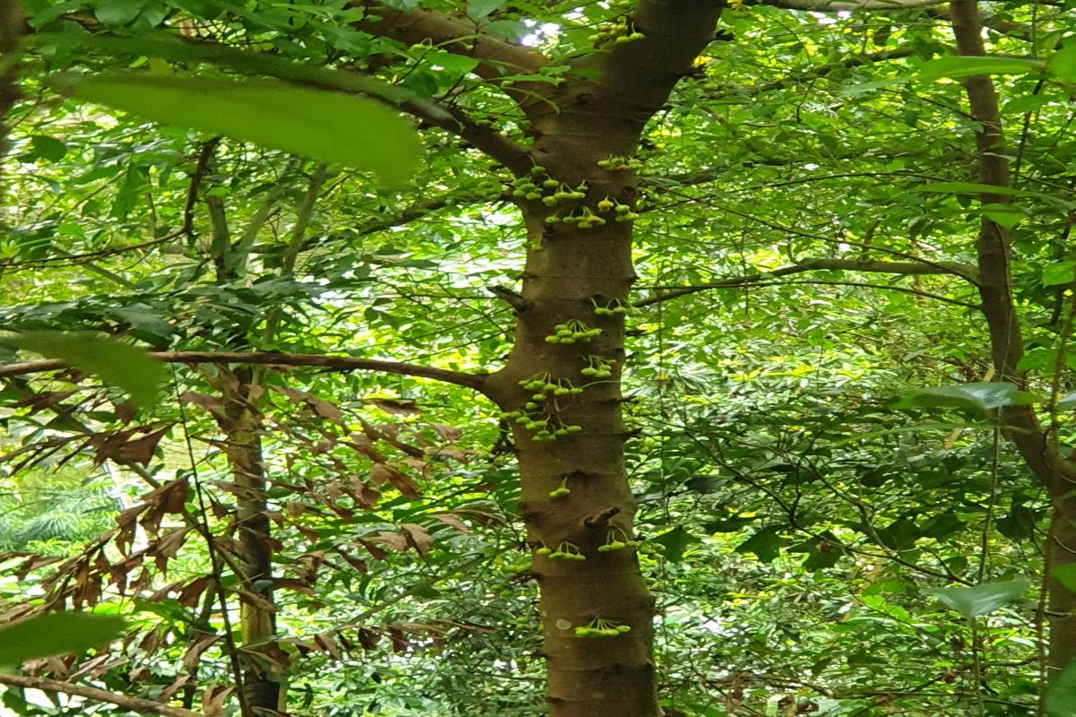 Cluster-fig-tree-at-Jurong-Park-Singapore