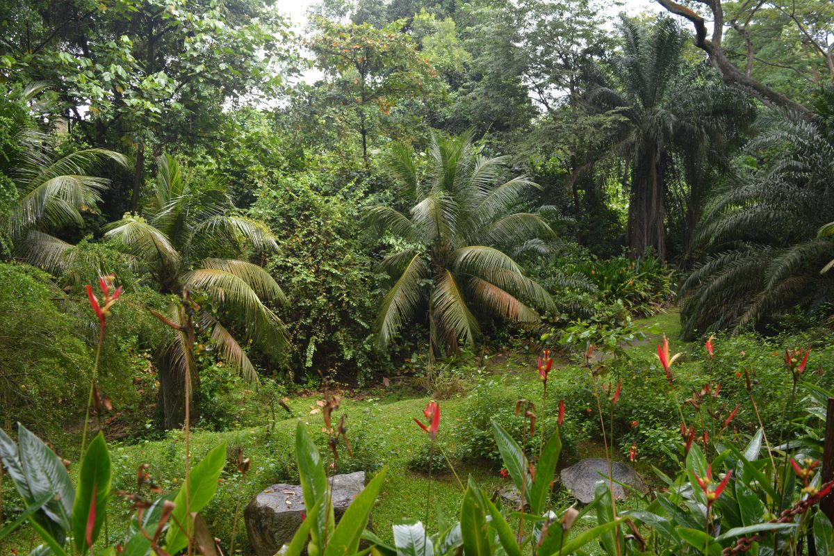 Coconut-Tree-Jurong-Bird-Park-Singapore