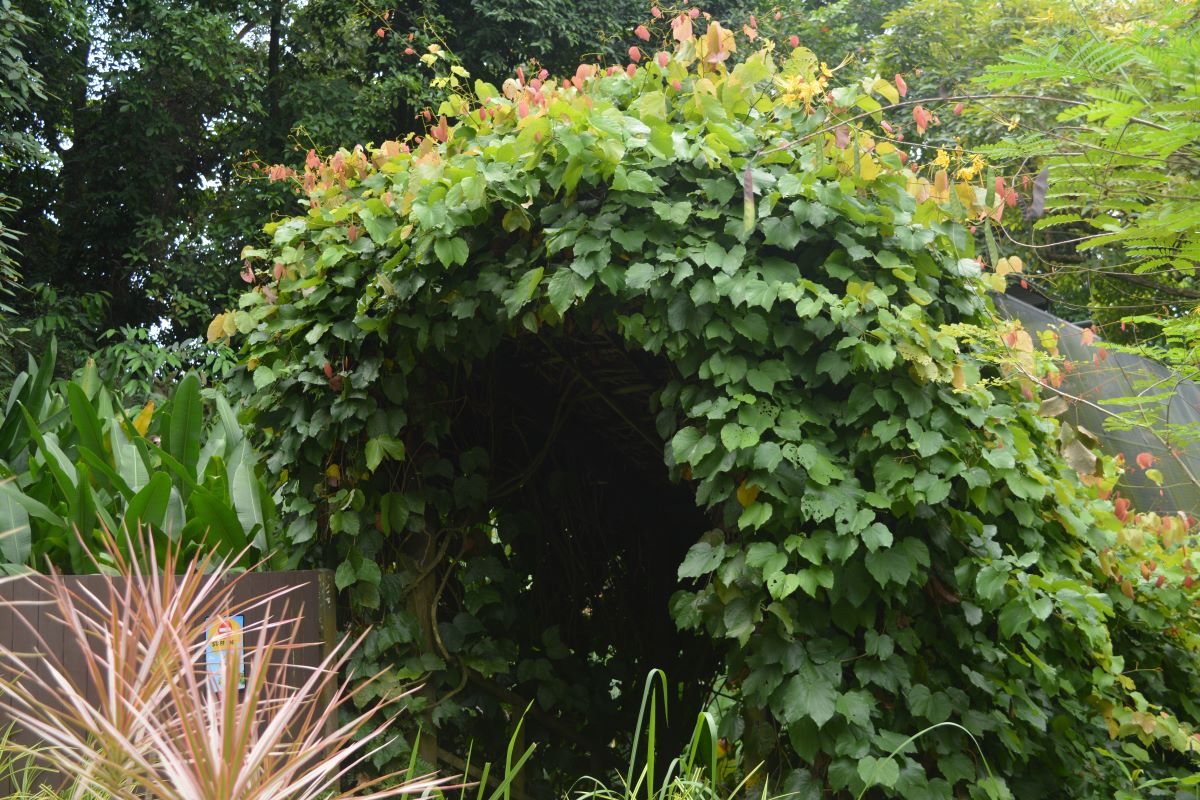 Crimson-glory-vine-at-Jurong-Bird-Park-Singapore