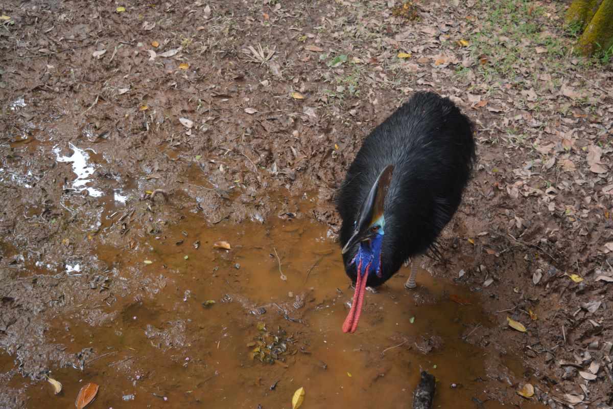 Dinosaur-Decendants-Cassowary-Casque-at-Jurong-Bird-Park-Singapore