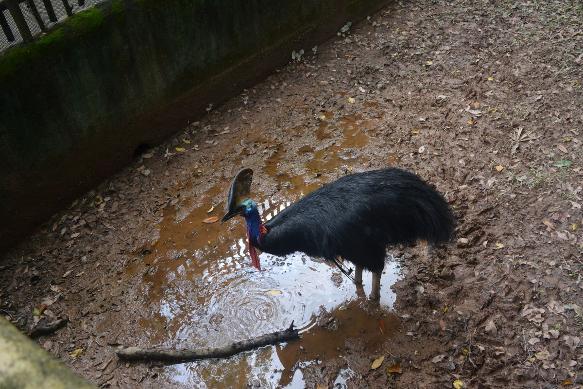 Dinosaur-Decendants-Cassowary-at-Jurong-Bird-Park-Singapore