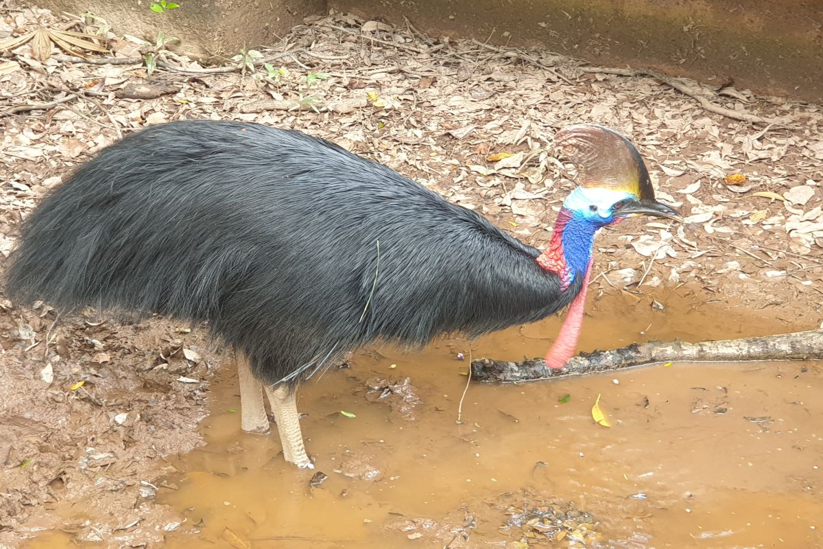 Dinosaur-Decendants-Cassowary-Casque-at-Jurong-Bird-Park-Singapore