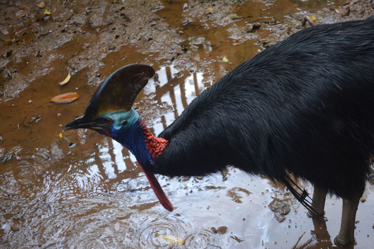 Dinosaur-Decendants-Cassowary-Casque-at-Jurong-Bird-Park-Singapore