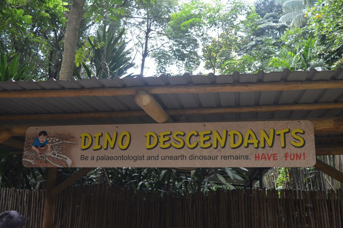 Dinosaur-Decendants-Cassowary-Casque-at-Jurong-Bird-Park-Singapore