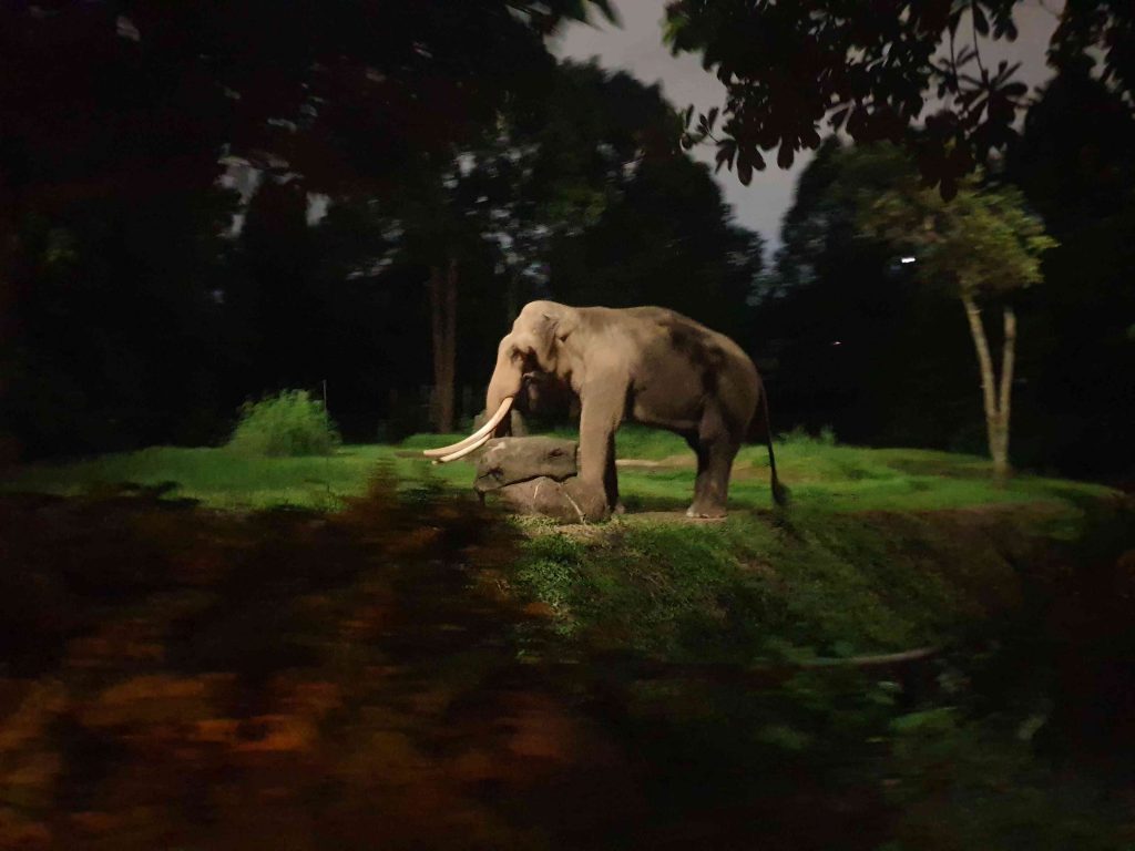 Elephant in Singapore Night Safari