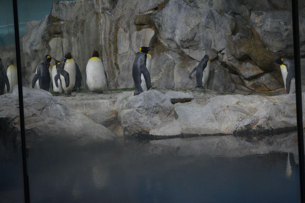 Emperor-penguin-at-Jurong-Bird-Park-Singapore