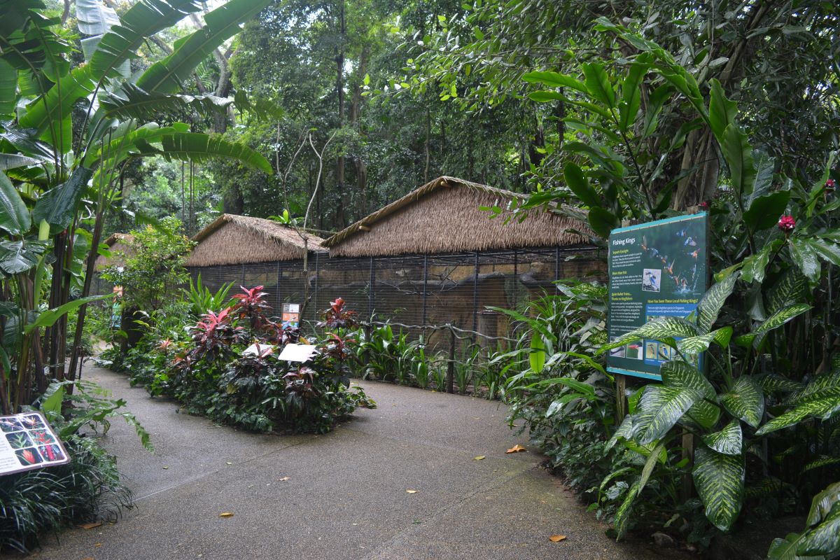 Fishing-Kings-at-Jurong-Bird-Park-Singapore