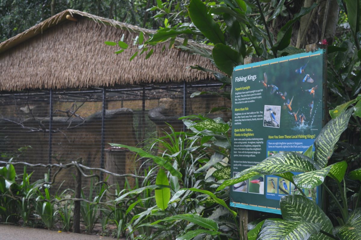 Fishing-Kings-at-Jurong-Bird-Park-Singapore