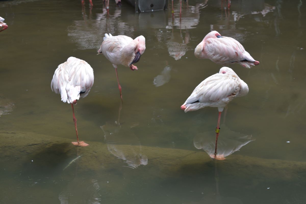 Flamingo-at-Jurong-Park-Singapore
