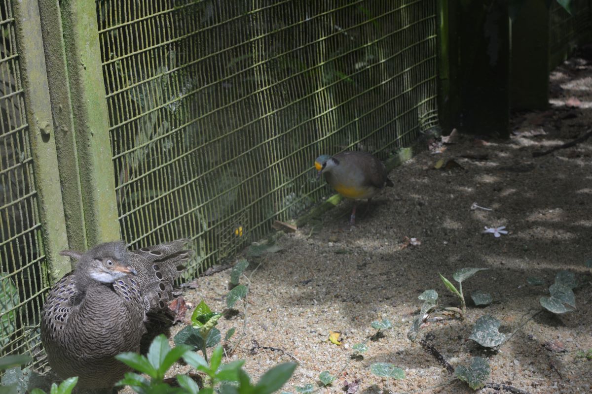 Grey-Peacock-pheasant-at-Jurong-Bird-Park-Singapore