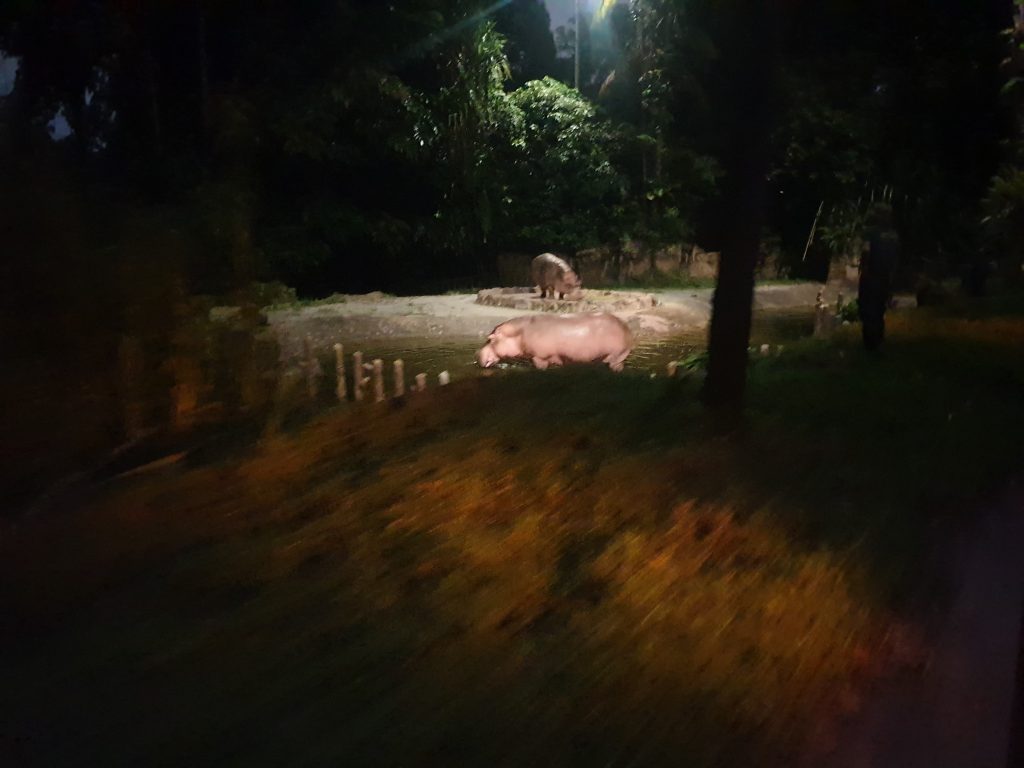 Hippopotamus in Singapore Night Safari
