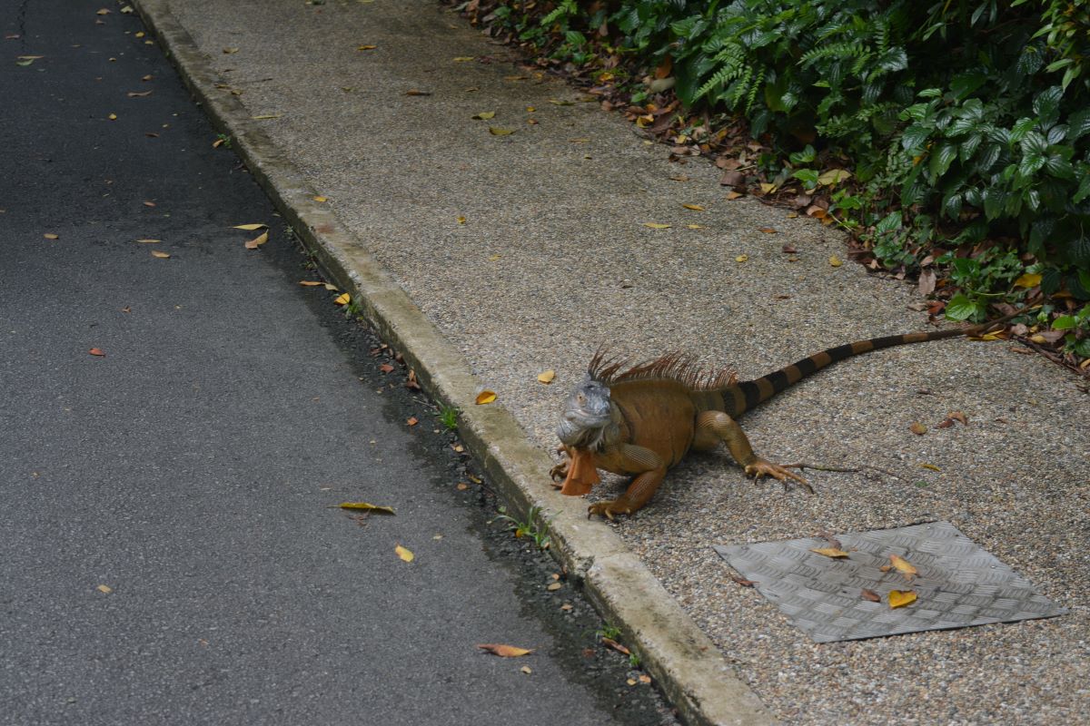 Iguana-at-Jurong-Park-Singapore