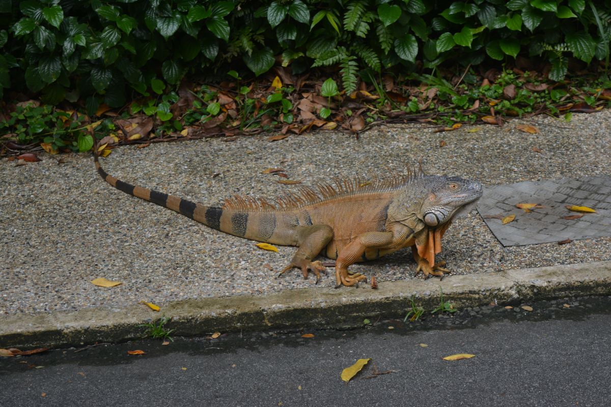 Iguana-at-Jurong-Park-Singapore