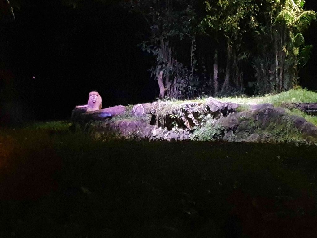 Lion in Singapore Night Safari