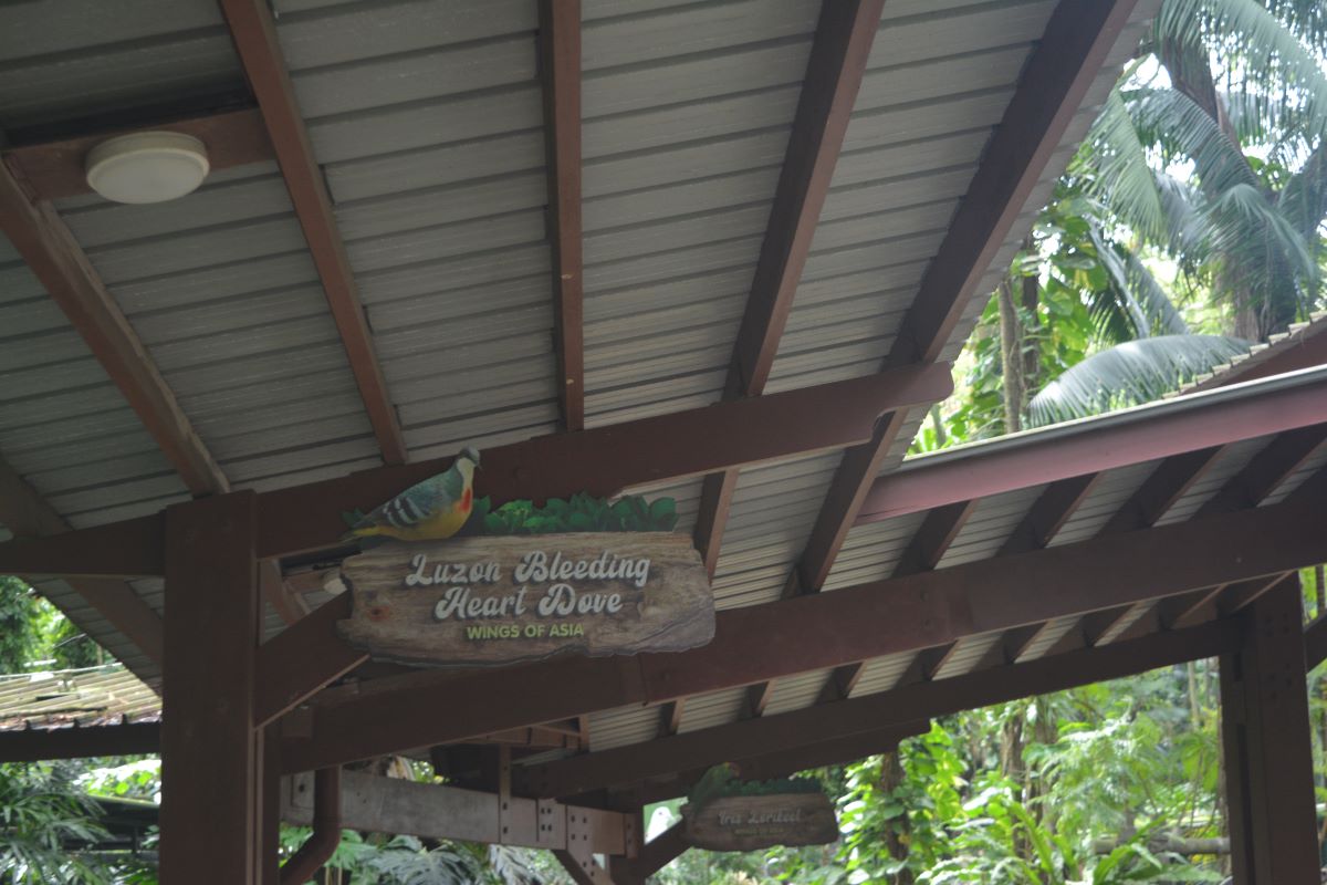 Luzon-Bleeding-Heart-Dove-at-Jurong-Park-Singapore