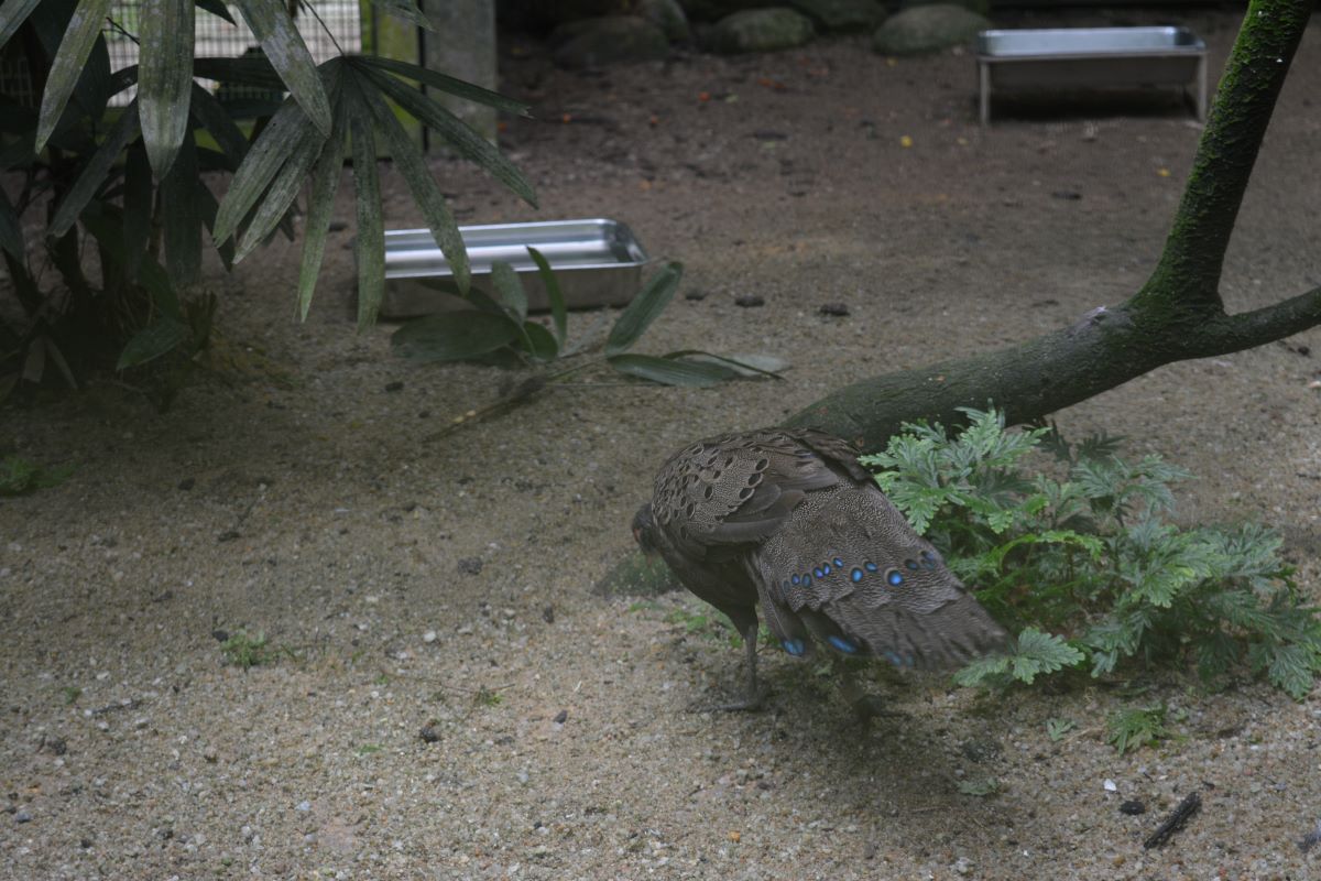 Mountain-Peacock-pheasant-at-Jurong-Bird-Park-Singapore