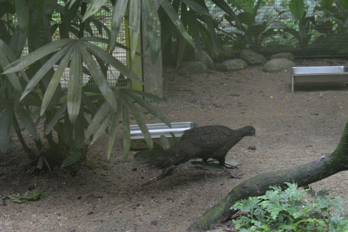 Mountain-Peacock-pheasant-at-Jurong-Park-Singapore