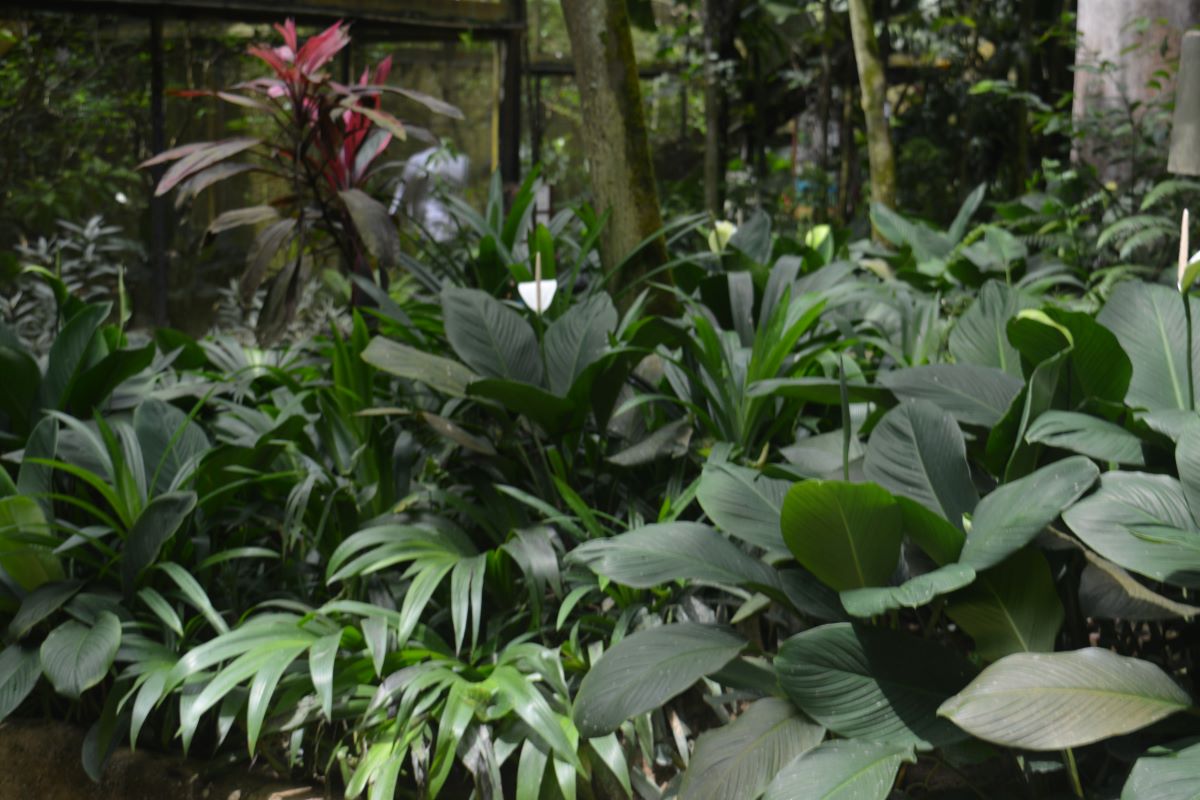 Peace-lily-at-Jurong-Park-Singapore