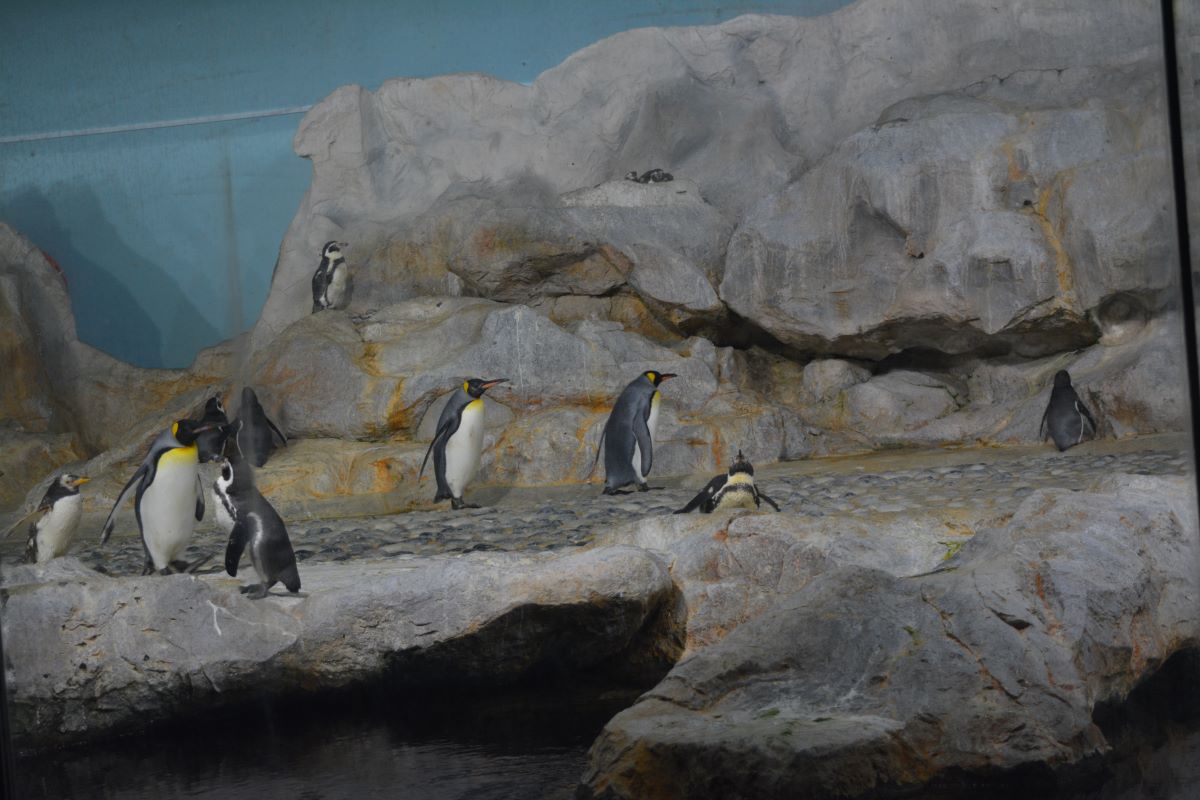 Penguin-at-Jurong-Bird-Park-Singapore