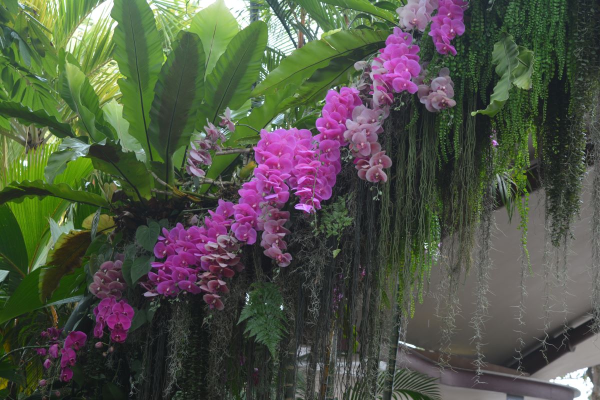 Phalaenopsis-schilleriana-at-Jurong-Bird-Park-Singapore