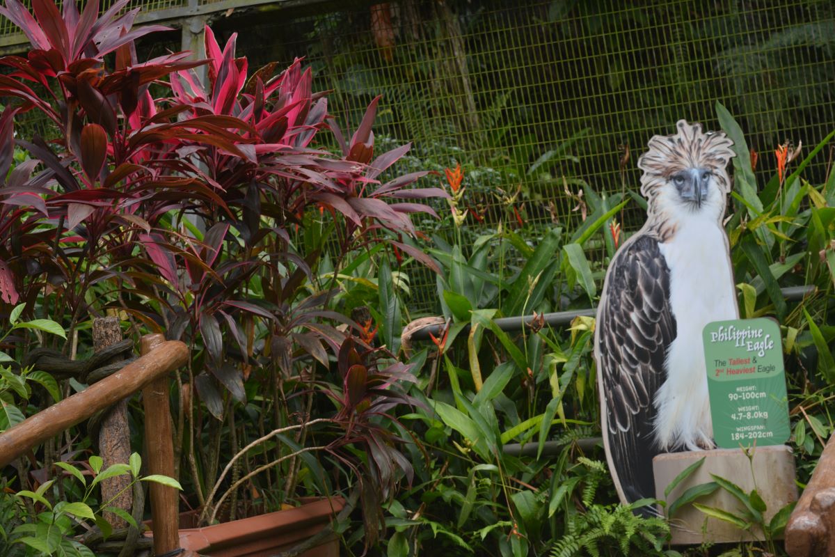 Philippine-Eagle-at-Jurong-Bird-Park-Singapore