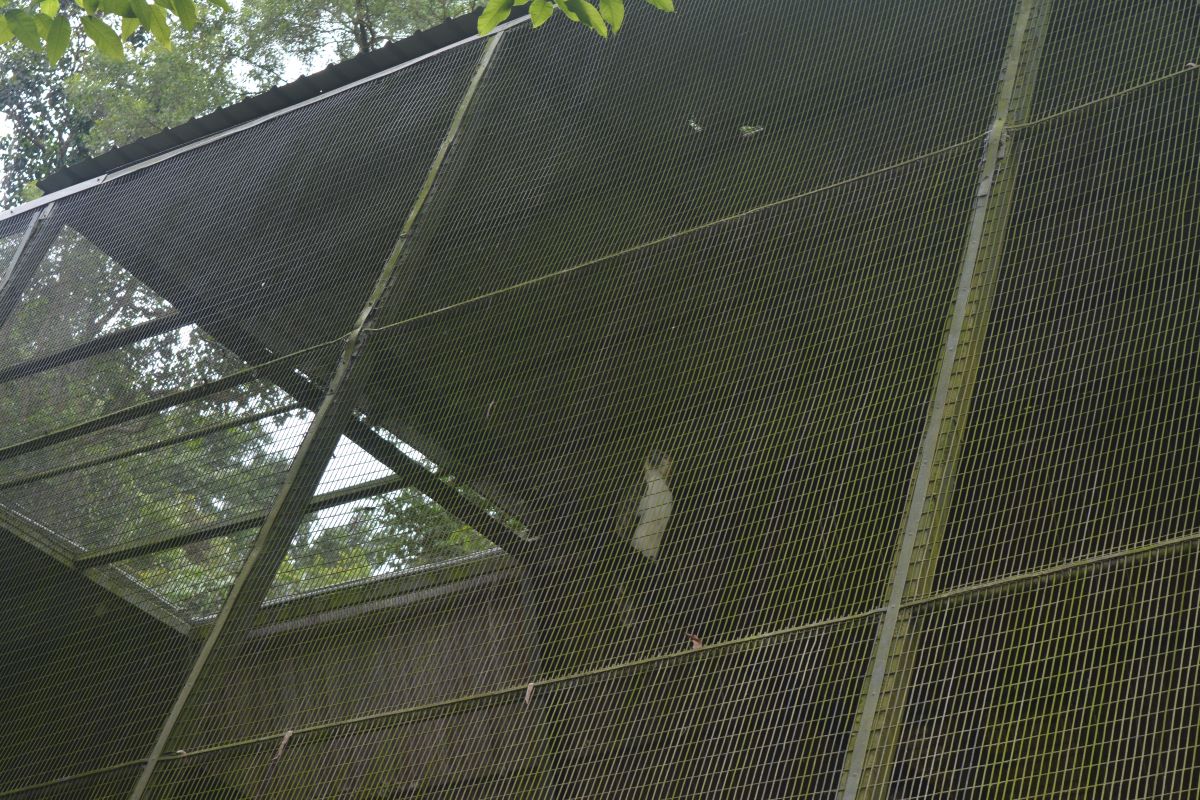 Philippine-Eagle-at-Jurong-Bird-Park-Singapore
