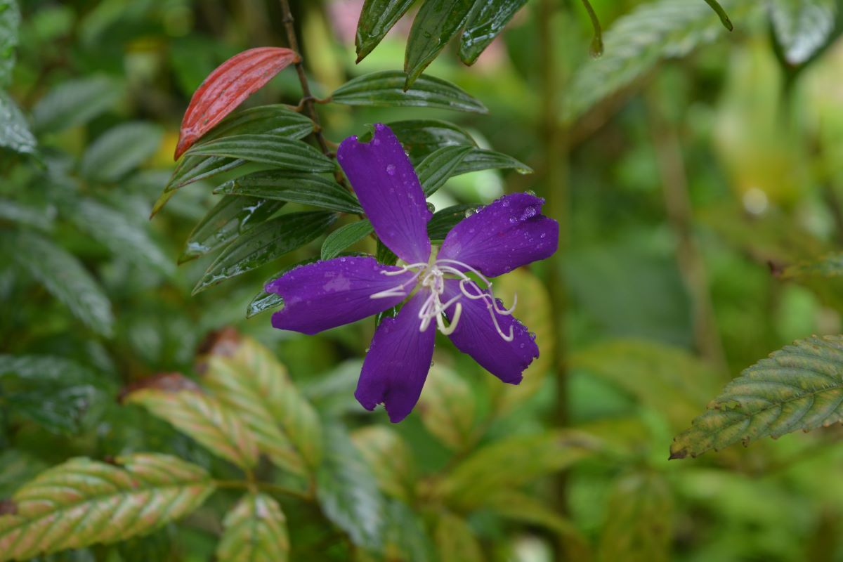 Pleroma-urvileanum-at-Jurong-Park-Singapore