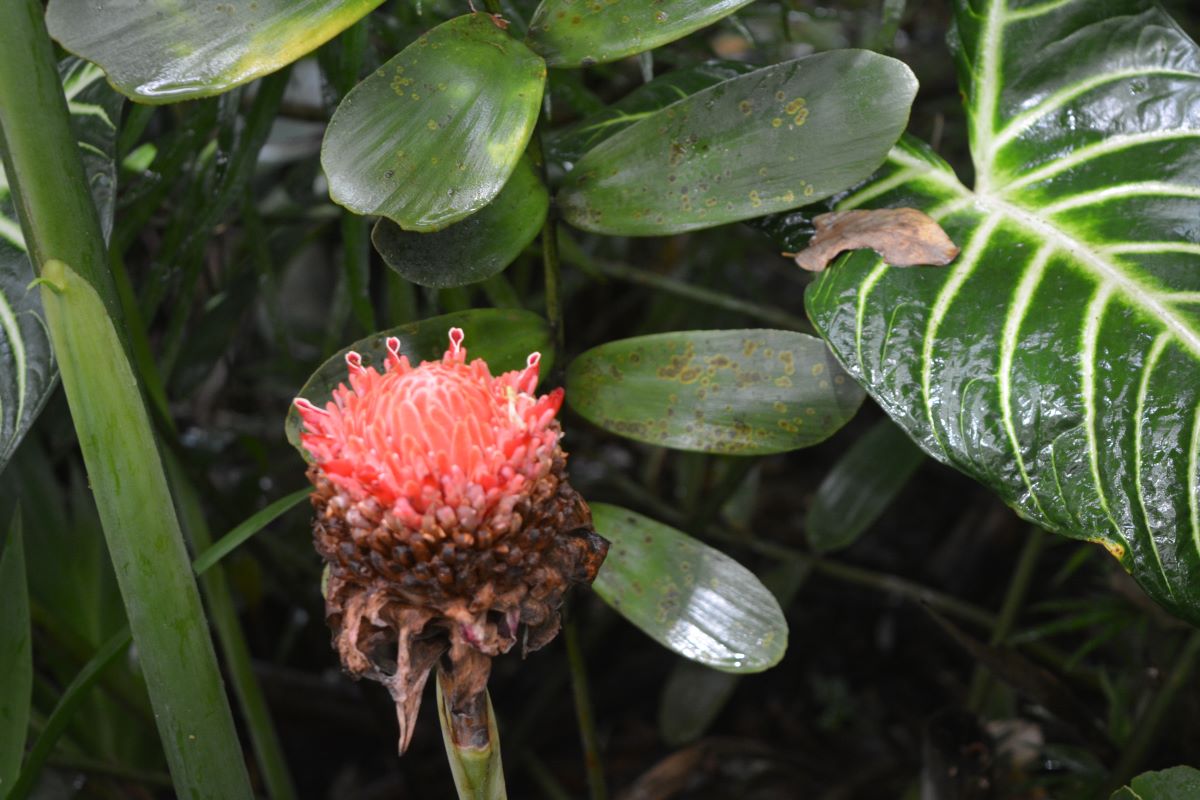 Red-Torch-Ginger-atJurong-Bird-Park-Singapore