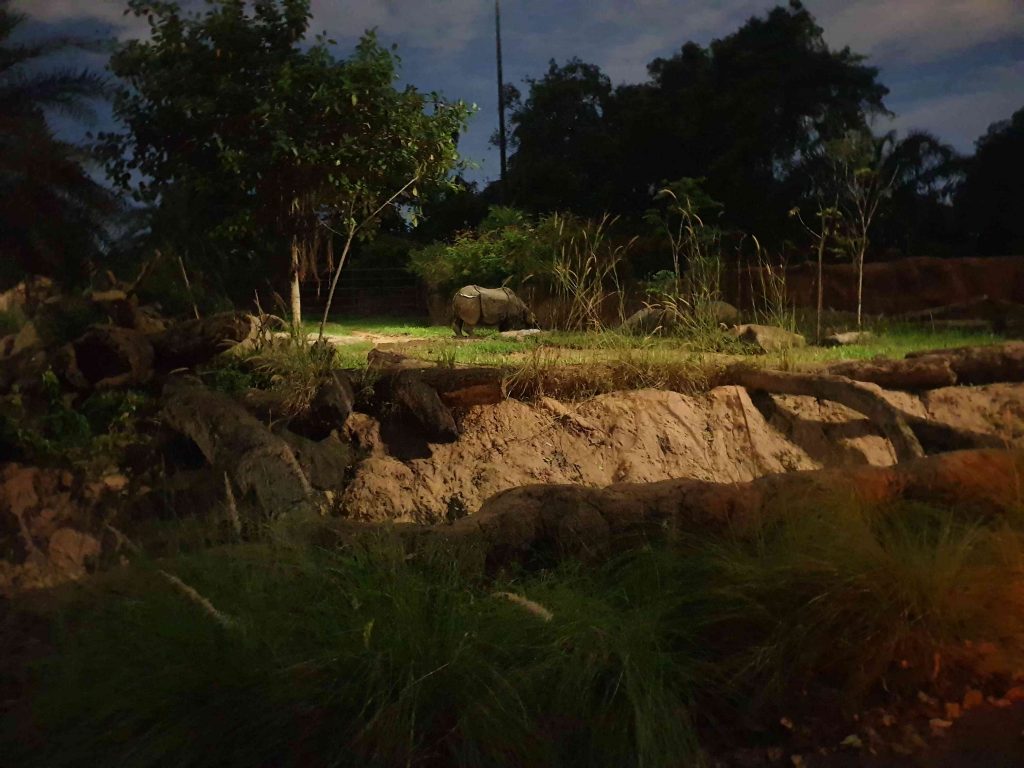 Rhinoceros in Singapore Night Safari