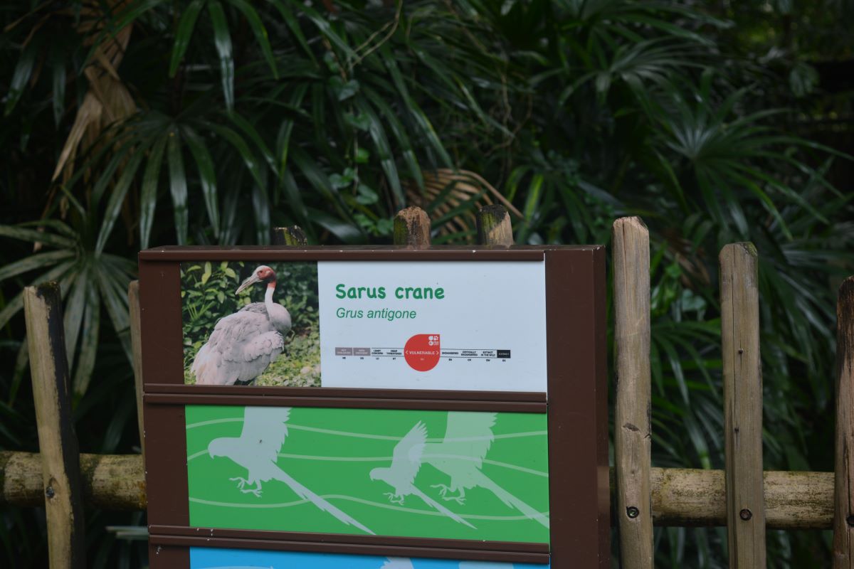 Sarus-Crane-Grus-antigone-at-Jurong-Park-Singapore