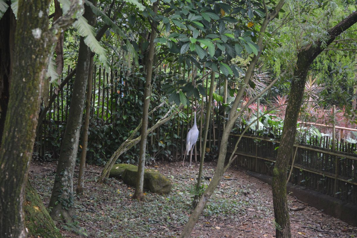 Sarus-Crane-at-Jurong-Park-Singapore