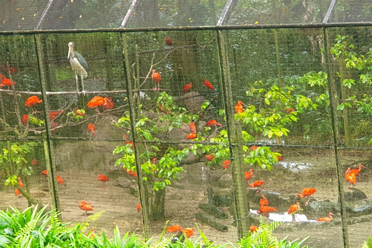 Scarlet-ibis-bird-at-Jurong-Bird-Park-Singapore