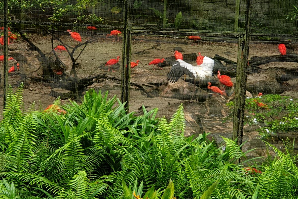 Scarlet-ibis-bird-at-Jurong-Bird-Park-Singapore