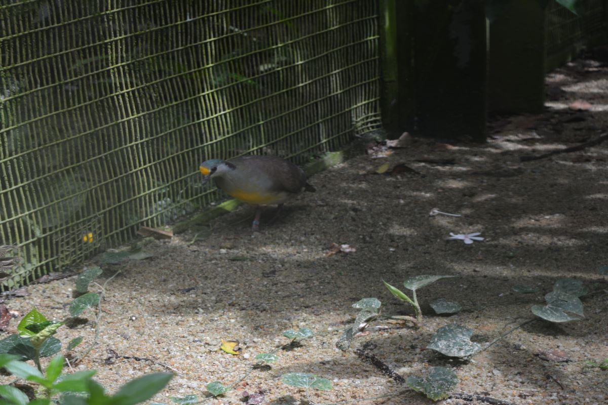 Sulawesi-Ground-dove-at-Jurong-Bird-Park-Singapore