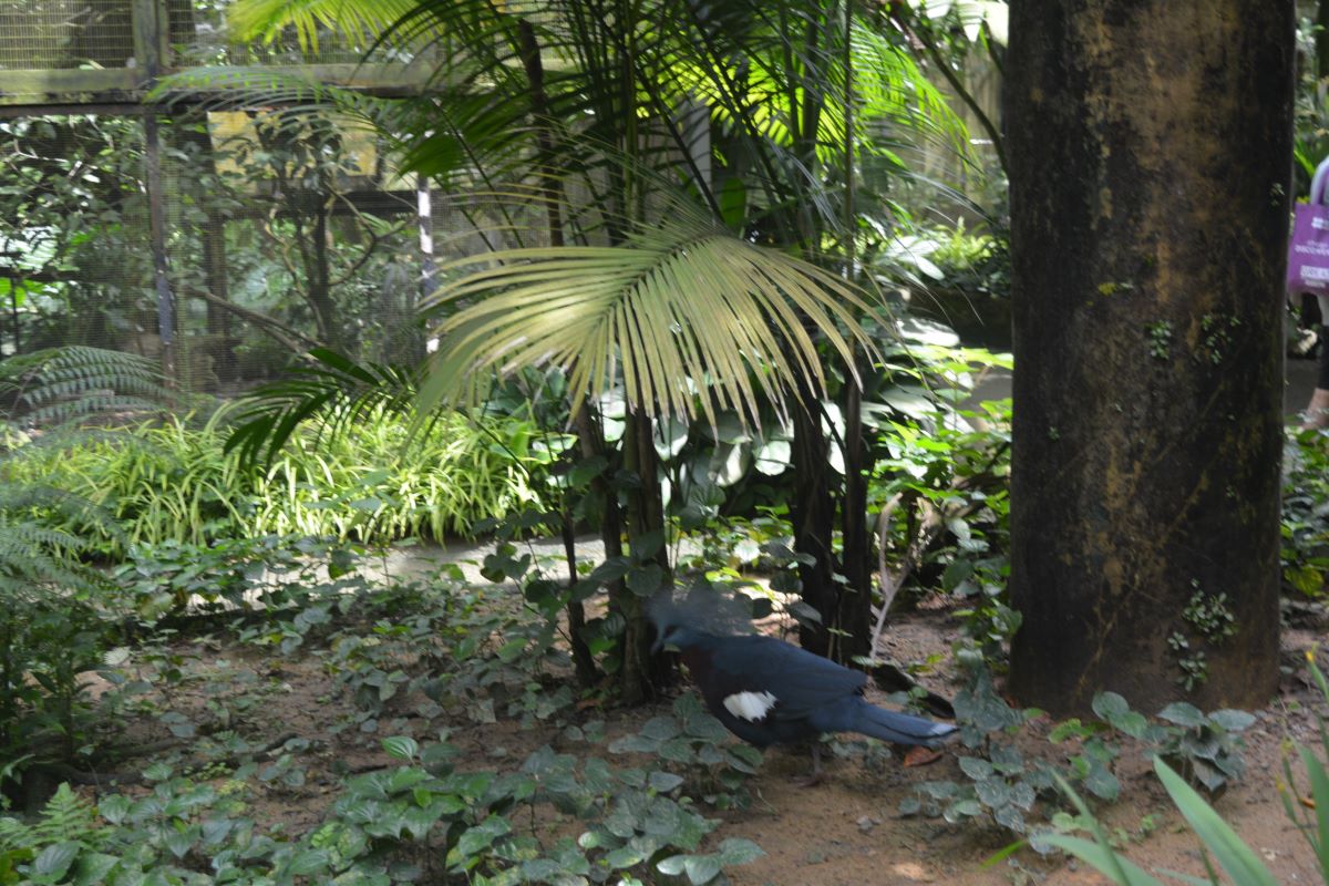 Victoria-Crowned-Pigeon-at-Jurong-Bird-Park-Singapore