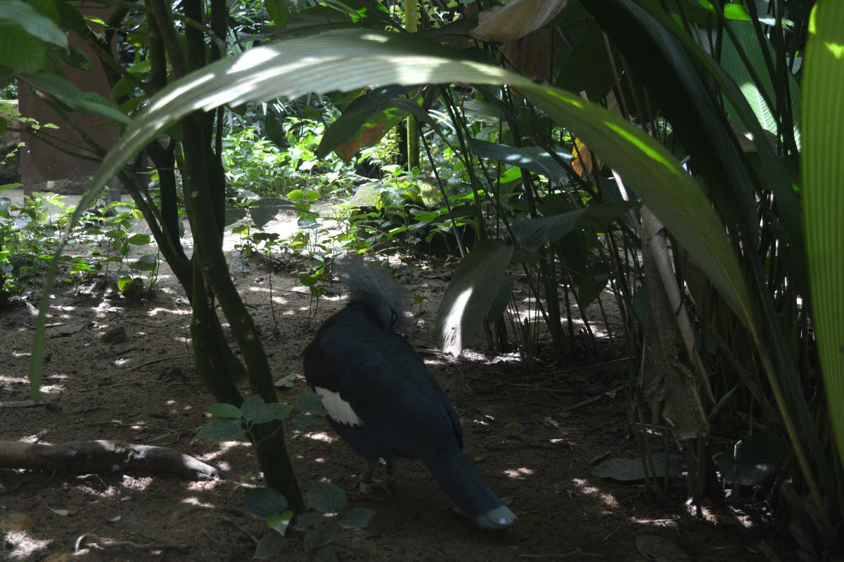Victoria-Crowned-Pigeon-at-Jurong-Bird-Park-Singapore