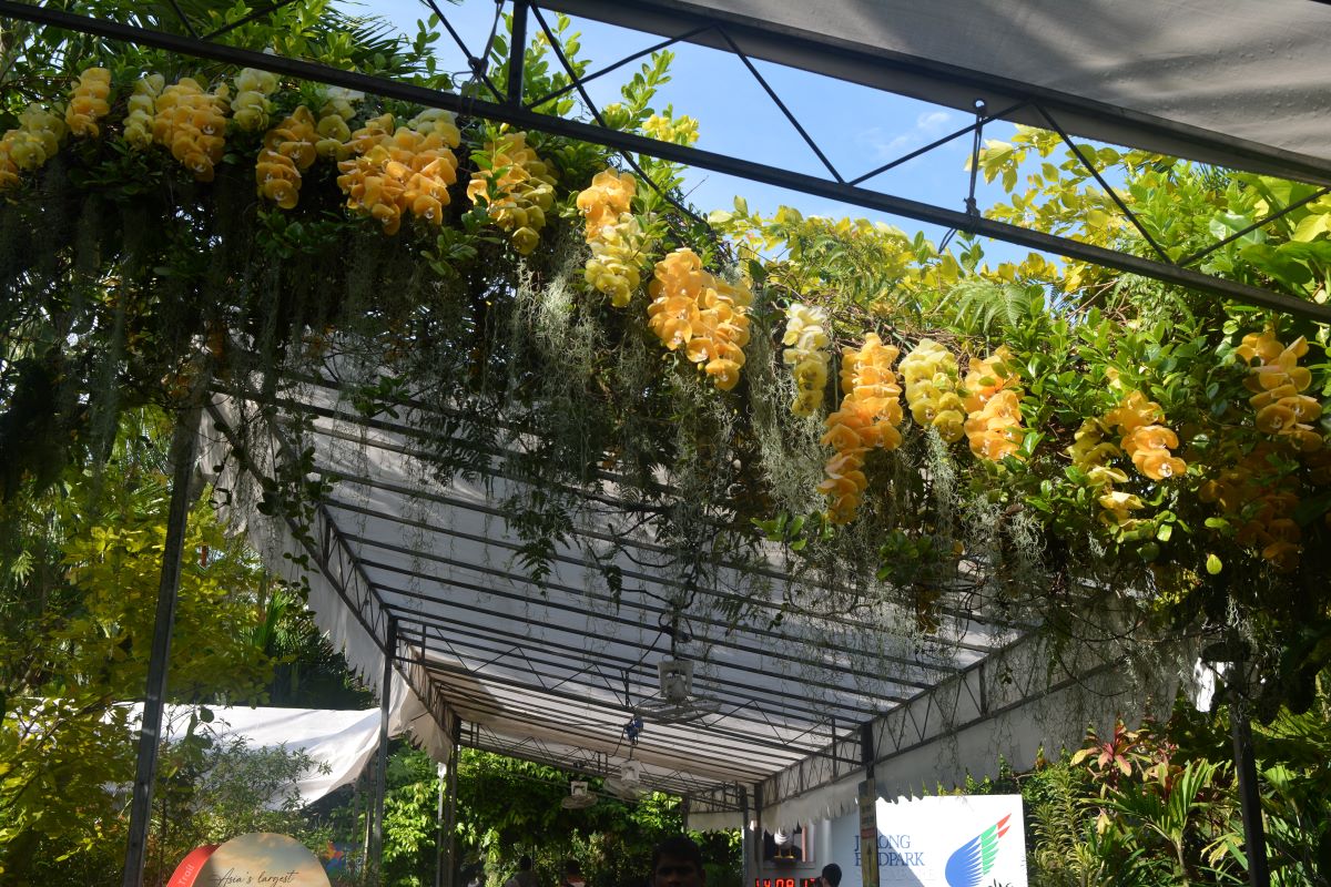 Yellow-garlant-flower-at-Jurong-Park-Singapore