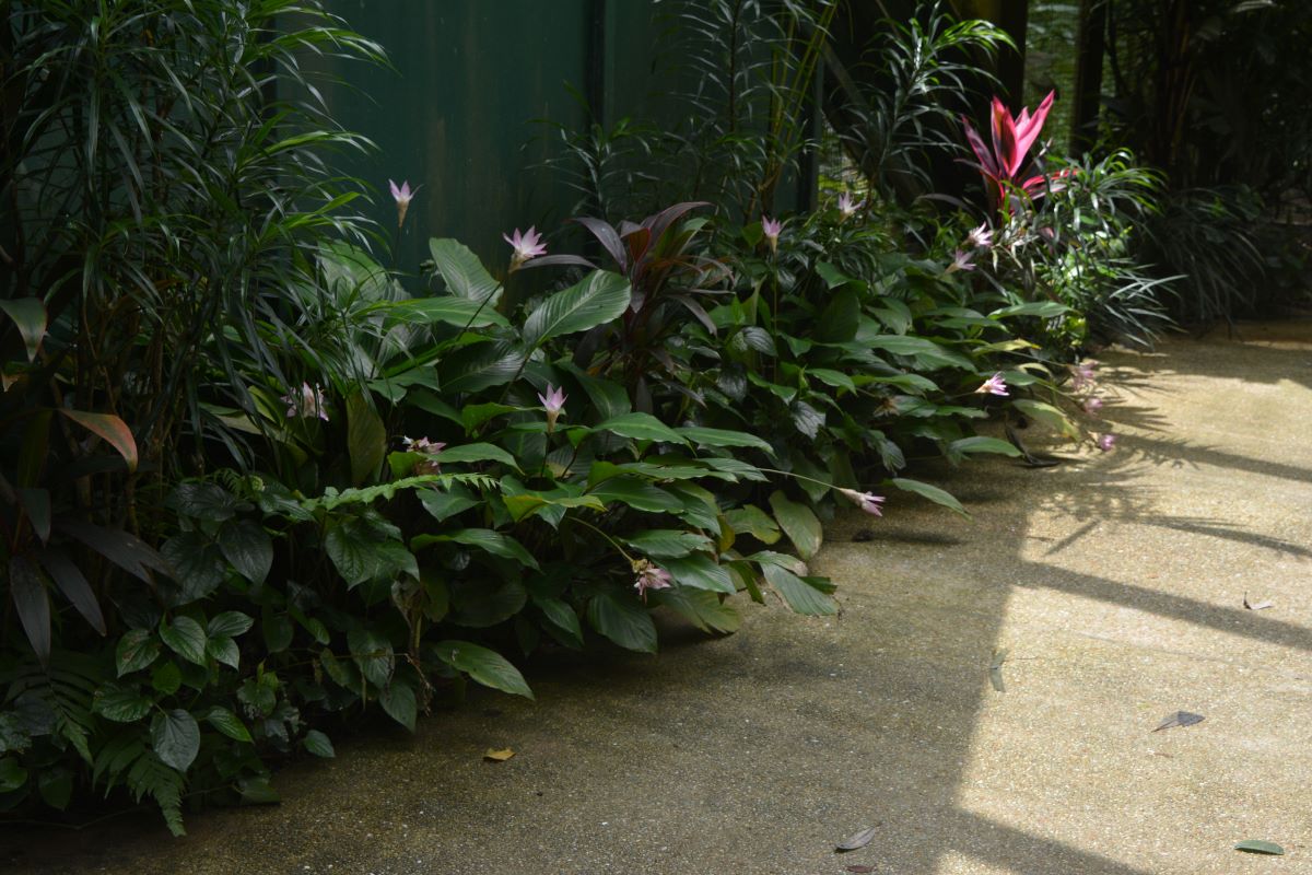 calathea-loeseneri-at-Jurong-Park-Singapore