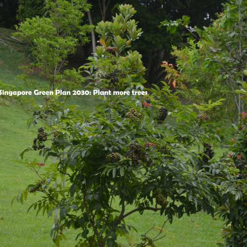 Singapore Green Plan 2030