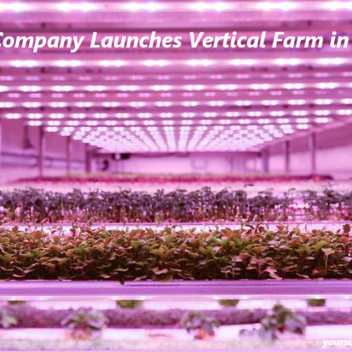 Dutch Company Launches Vertical Farm in Changi